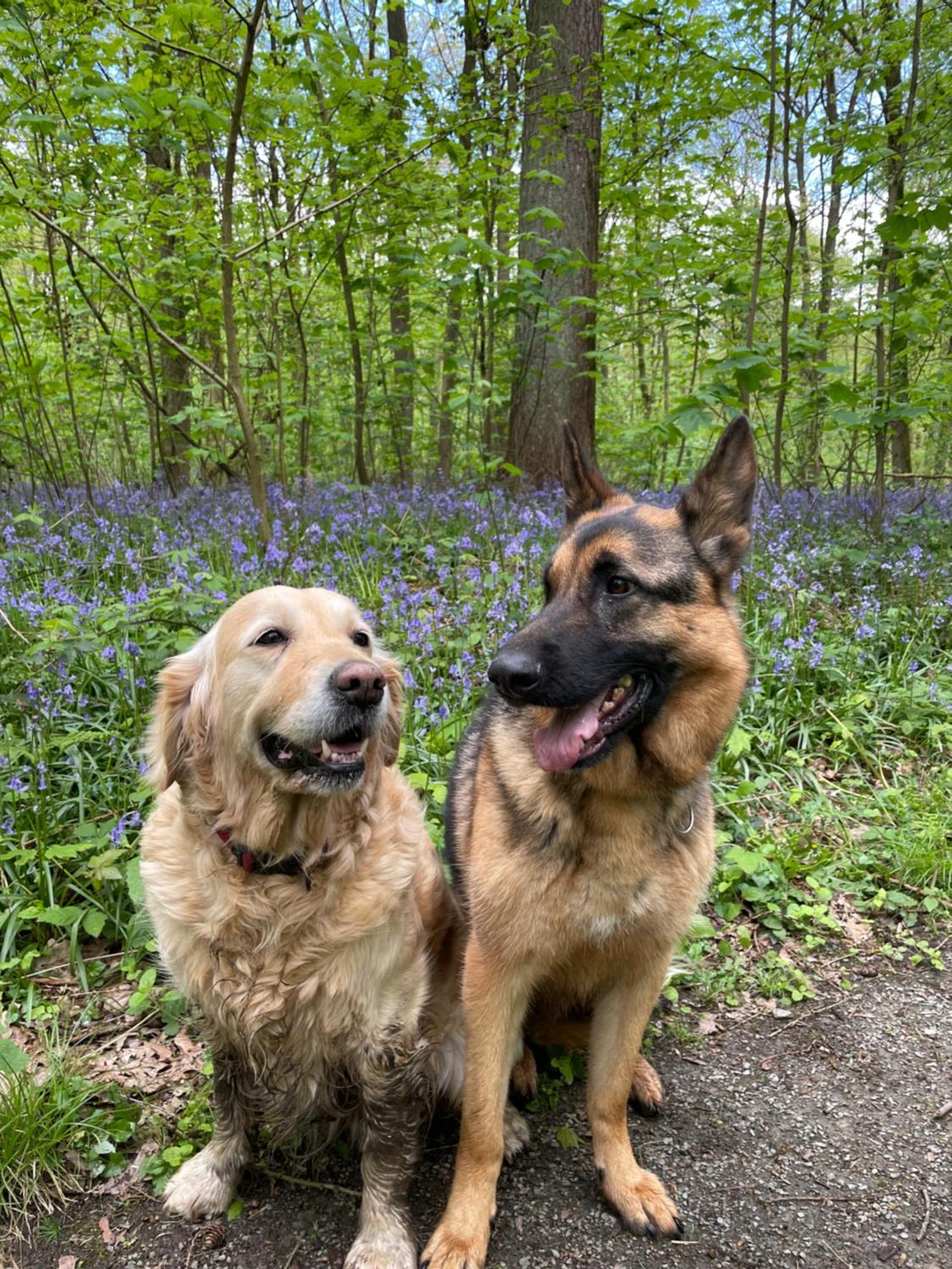 Hallerbos In Bluebell Forest Couette-café 4*